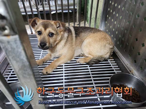 보호중 믹스견의 가…